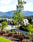 RAINBOW SINGLE FAMILY HOMES